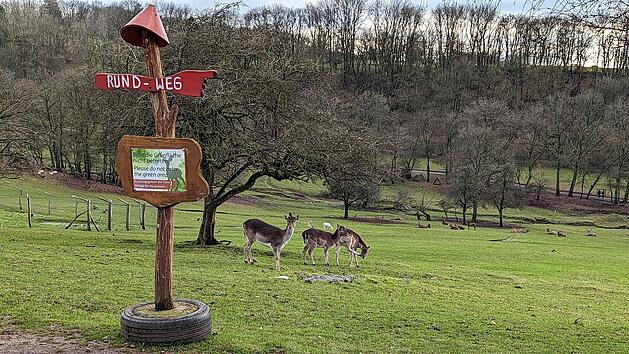 In Wildtierparks teilen sich die Waldbewohner den Weg mit den Besucher*innen, so wie hier in Freisen.