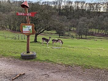 In Wildtierparks teilen sich die Waldbewohner den Weg mit den Besucher*innen, so wie hier in Freisen.