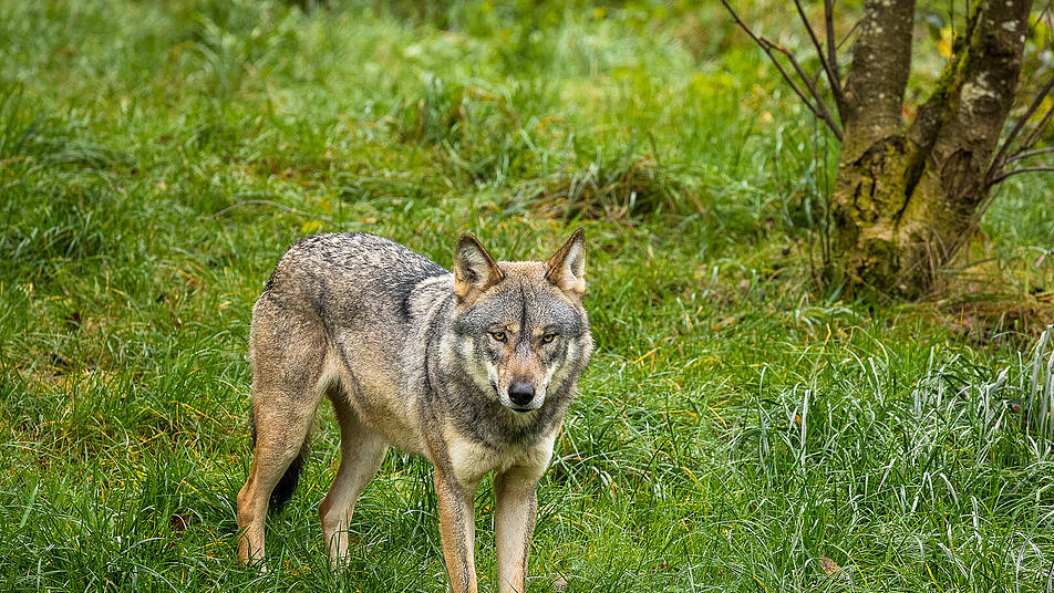 Artenschutz im Zoo