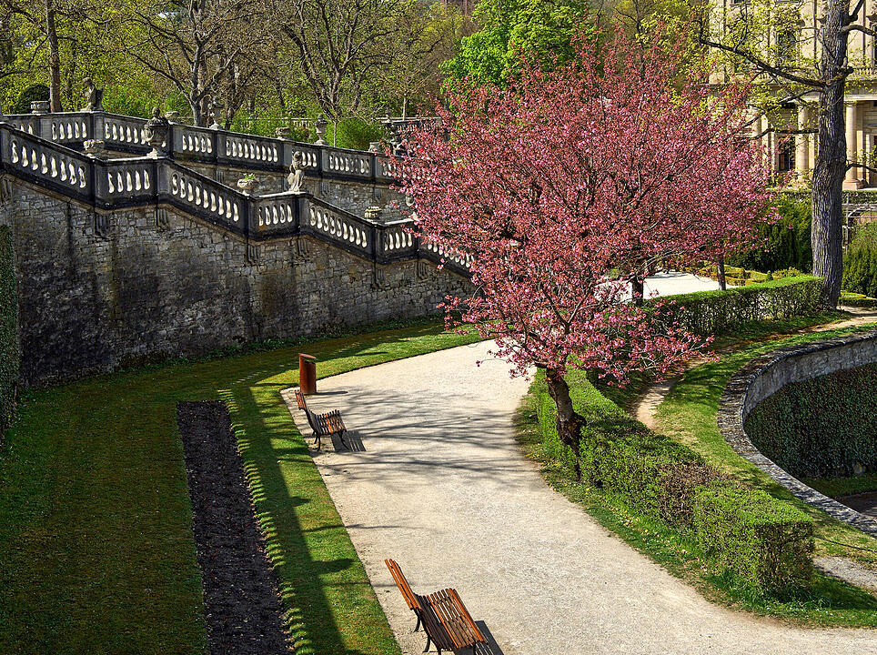Baumblüte im Hofgarten der Würzburger Residenz