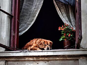 Eine betrunkene Frau hat am Freitagabend ihren Hund aus dem Fenster geworfen. Dieser wurde dabei schwer verletzt.  Symbolfoto: pixabay.com/TheoRivierenlaan
