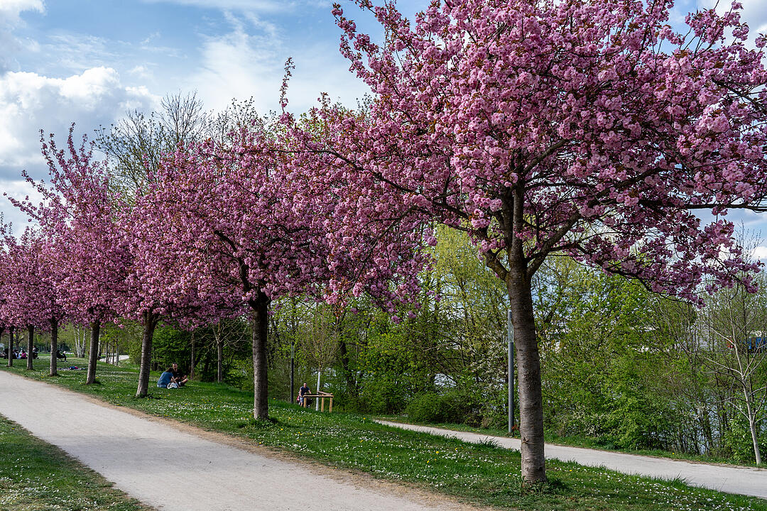 Wunderschönes Naturereignis in Bamberg!