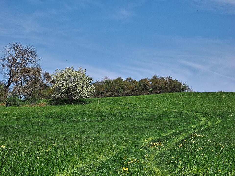 Die Wanderung führt durch eine Kernzone des Biosphärenreservats Rhön.