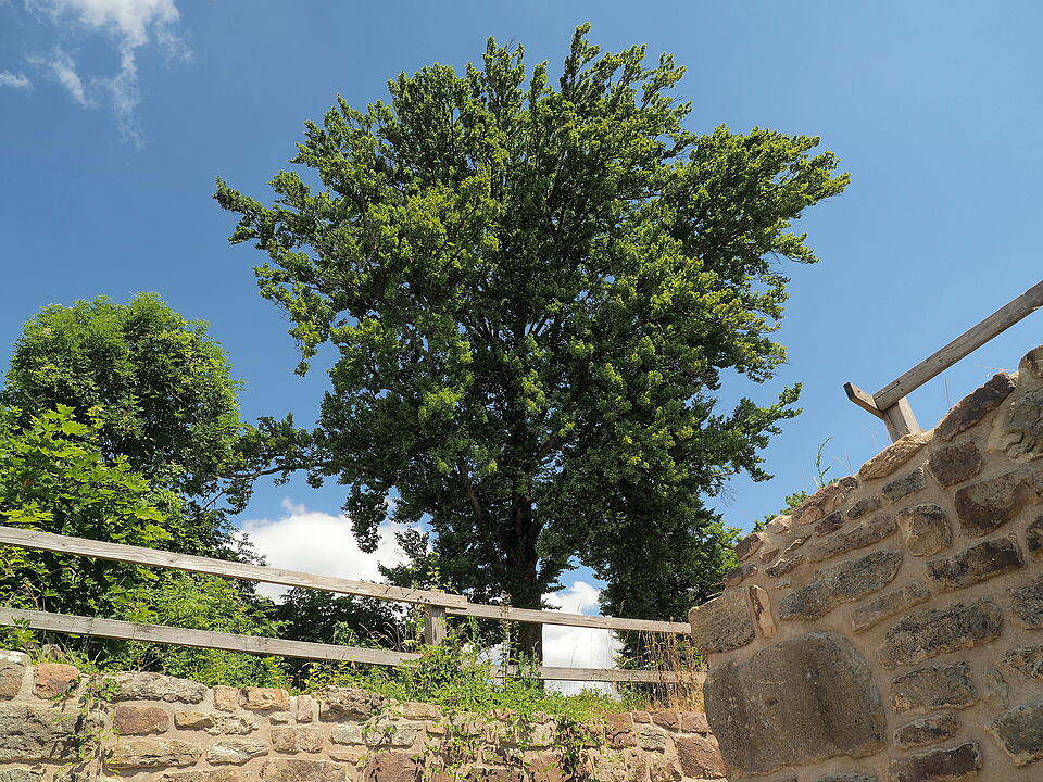 Die Lichtenburg ist eine Ruine auf dem Schloßberg.