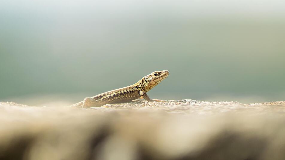 Von niedlich bis super spannend - im Reptilium Landau machst du Bekanntschaft mit exotischen Tieren.