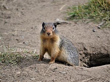 Putzige Gesellen: Murmeltiere siehst du im Wild- und Wanderpark Silz.