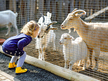 Tierpark, Ziegen, Streichelzoo
