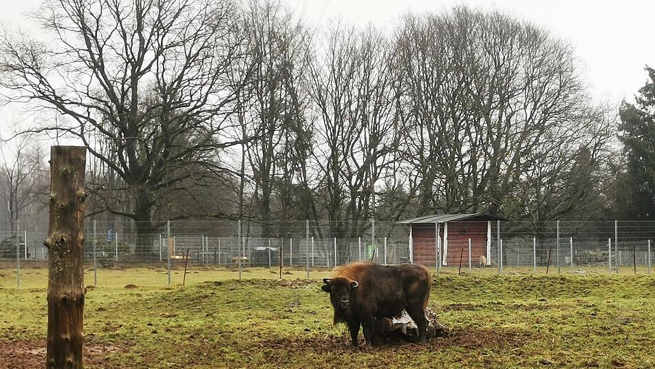 Der Wildpark in Bad Marienberg beherbergt zahlreiche Wildtiere und ist das ganze Jahr kostenlos begehbar.
