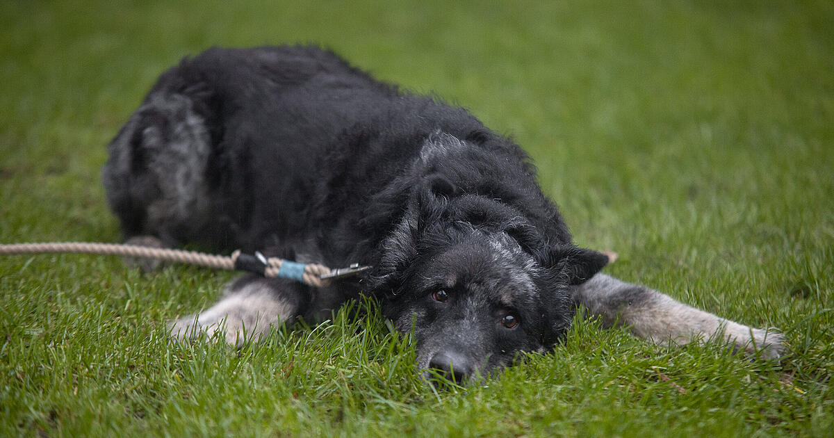 Hunde in Gefahr So verhältst du dich richtig, wenn dein Hund einen Giftköder gefressen hat