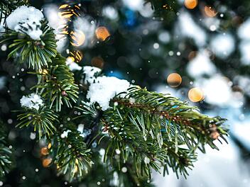 Fast alle Gemeinden sammeln im Januar Weihnachtsbäume über die Müllabfuhr.