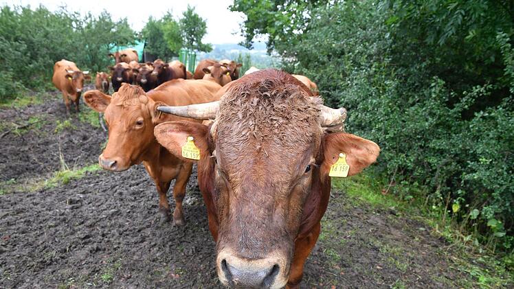 Das ist Willi, der Deckbulle von Bio-Nebenerwerbslandwirt Heinrich Gesslein. Foto: Ronald Rinklef