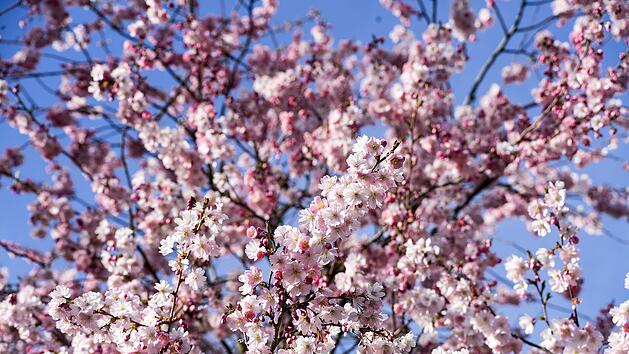 Anfang April blüht der japanische Kirschbaum auf der Ritterstraße in der Mainzer Oberstadt.
