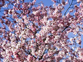 Anfang April blüht der japanische Kirschbaum auf der Ritterstraße in der Mainzer Oberstadt.