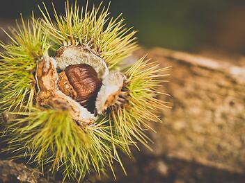 Die Natur lädt im Herbst zum Genießen ein - Kastaniensammeln steht bei vielen Kindern hoch im Kurs.