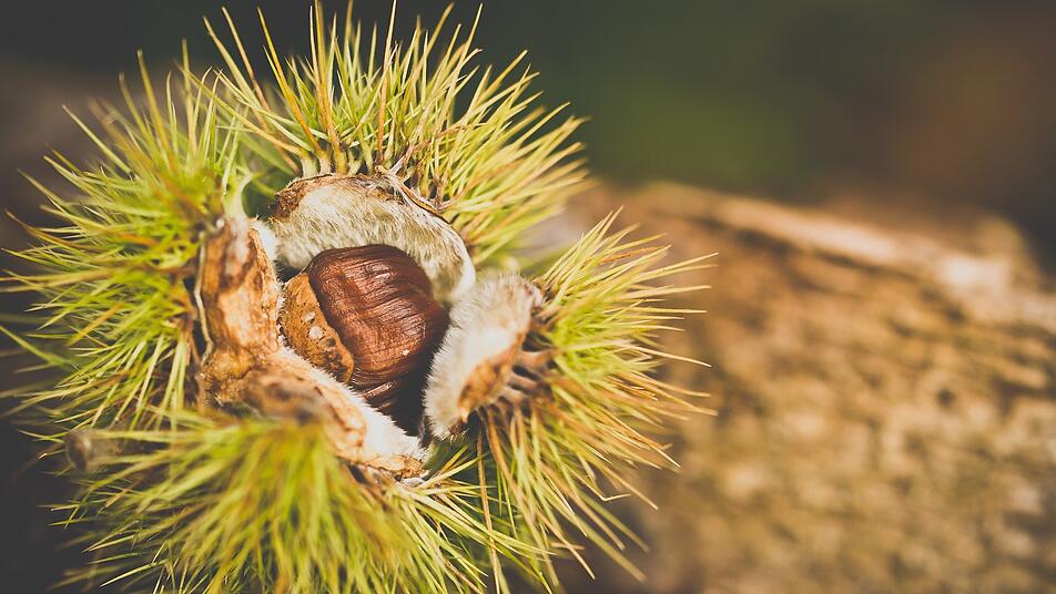 Die Natur lädt im Herbst zum Genießen ein - Kastaniensammeln steht bei vielen Kindern hoch im Kurs.