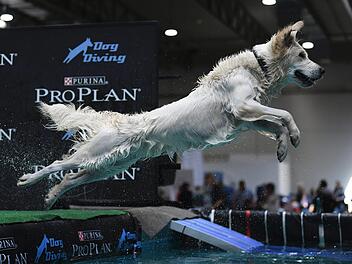 Beim Dog Diving springen Hunde von einem Steg ins Wasser. Dabei kommt es darauf an, so weit oder hoch wie möglich zu kommen.  Foto: Ina Fassbender/dpa