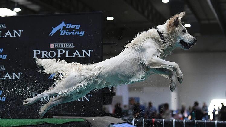 Beim Dog Diving springen Hunde von einem Steg ins Wasser. Dabei kommt es darauf an, so weit oder hoch wie möglich zu kommen.  Foto: Ina Fassbender/dpa