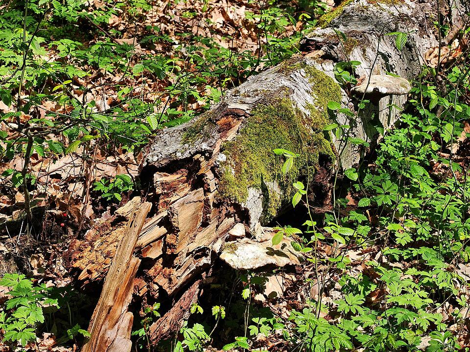 Die Wanderung führt durch eine Kernzone des Biosphärenreservats Rhön.