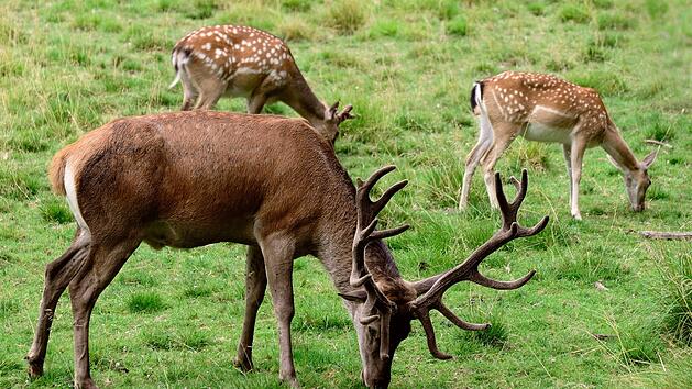 Hirsche und Rentiere in Wildfreigehege sind besonders schön.