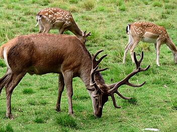 Hirsche und Rentiere in Wildfreigehege sind besonders schön.
