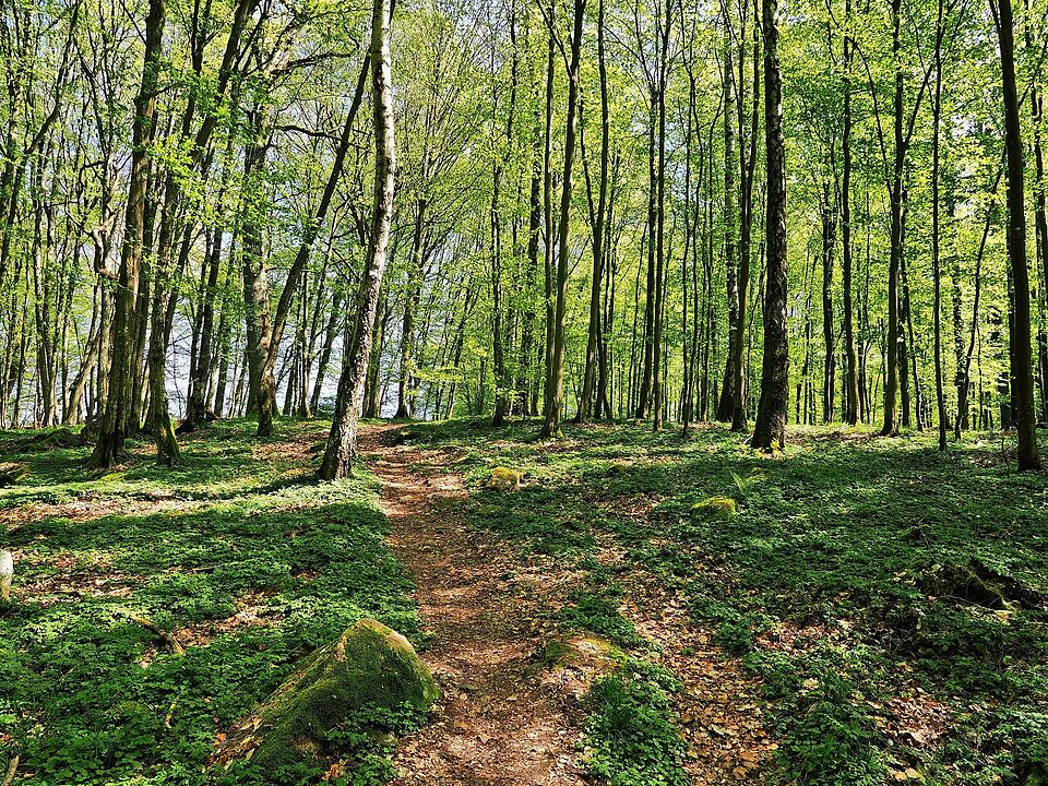Die Wanderung führt durch eine Kernzone des Biosphärenreservats Rhön.