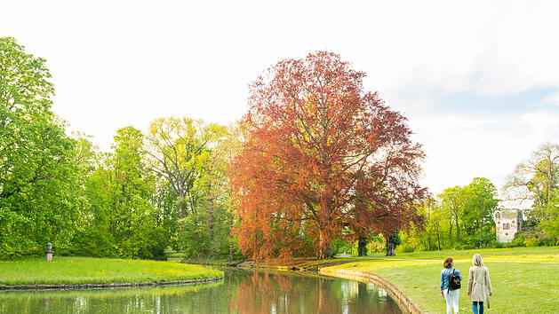 Spaziergang an einem Teich im Schlosspark Herrnsheim