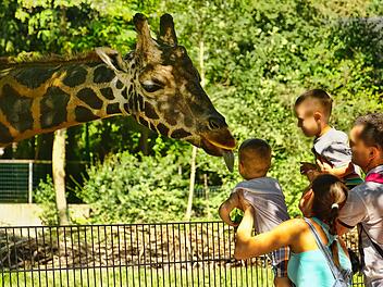 Familie im Zoo mit Giraffe.