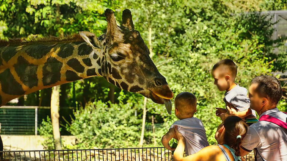 Familie im Zoo mit Giraffe.