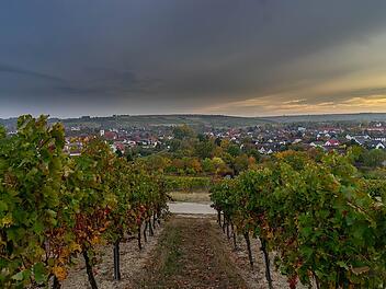 Die Region Pfalz ist europaweit bekannt für ihre vielfältige Weinauswahl.