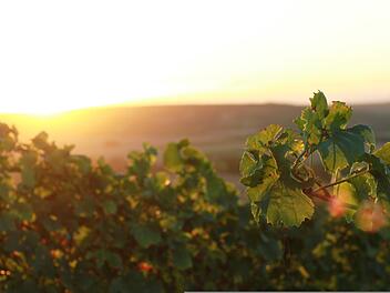 Die besten Weine und Weingüter in Rheinland-Pfalz hat das Falstaff-Ranking ermittelt.