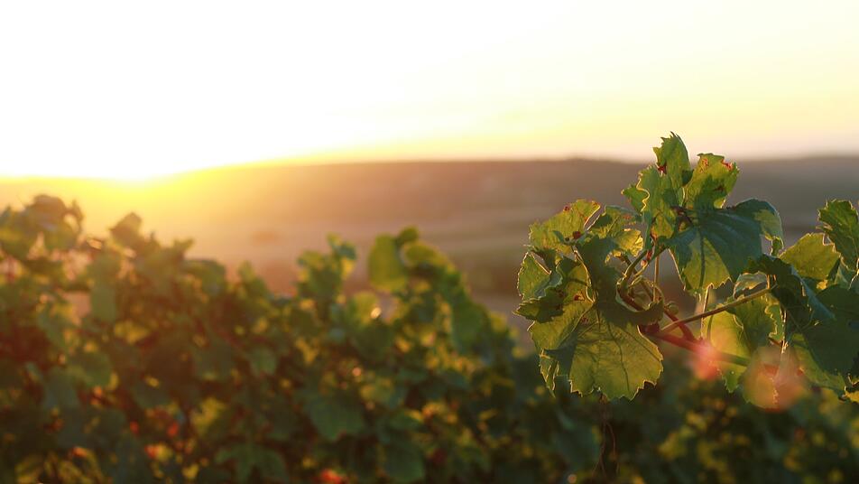 Auswertung des Deutsche Weininstituts (DIW): Rheinland-Pfalz bleibt Weinland Nummer eins