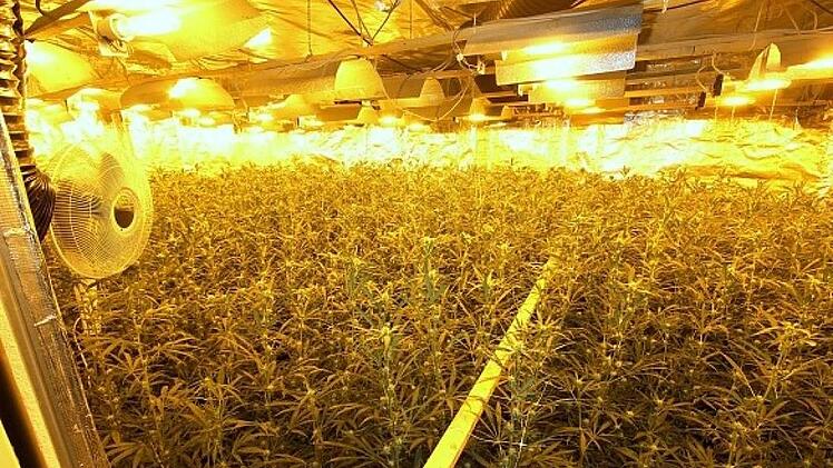 In Bremen findet die Polizei eine riesige Plantage mit Hanfpflanzen. Foto: Polizei Bremen