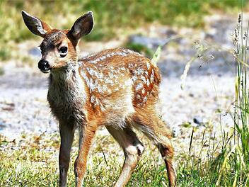 Ob Rehkitz oder andere Tier-Babys: Im Frühjahr und Sommer ziehen Tierbabys viele Besucher*innen in die Zoos.