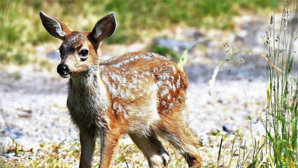 Ob Rehkitz oder andere Tier-Babys: Im Frühjahr und Sommer ziehen Tierbabys viele Besucher*innen in die Zoos.