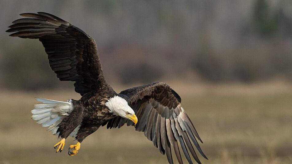 Beeindruckende Greifvögel im Flug gibt es im Greifvogelpark Saarburg zu bestaunen.