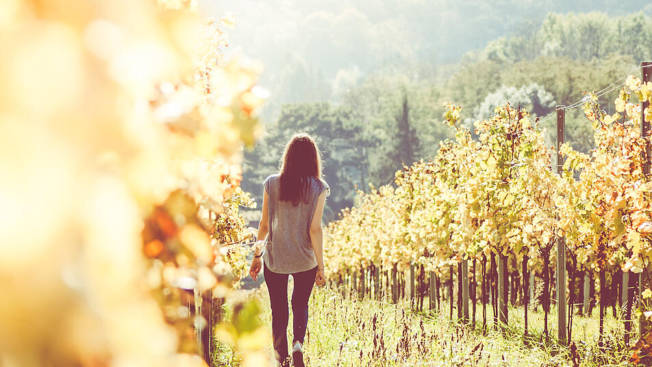Auf dem Ruwer-Riesling-Erlebnisweg zu wandern, vermittelt Wissen über Wein und das schöne Ruwertal.