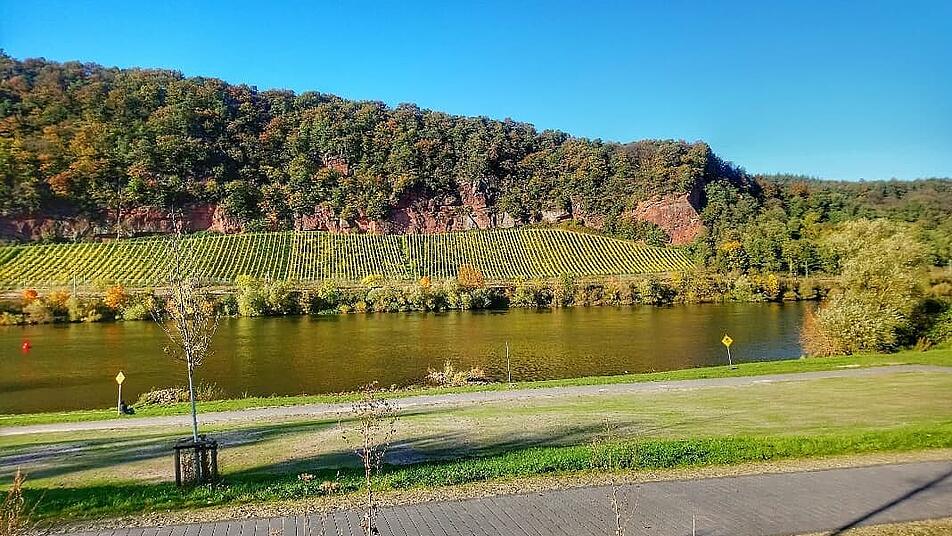 Bunte Weinberge auf der Westseite der Mosel begleiten Spazierende am Moselufer.