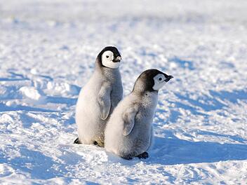 Zum Ehrentag des Pinguins: Neun interessante und teilweise lustige Fakten rund um den schrägen Vogel. Foto: Görler/AWI
