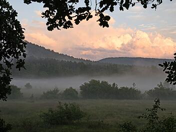 Die schönsten Wälder Deutschlands: Auch ein Wald in Rheinland-Pfalz ist in den Top 9