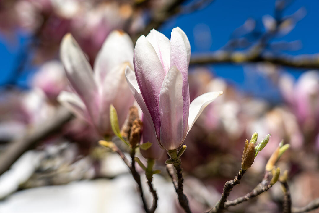 Bamberg im Frühling.