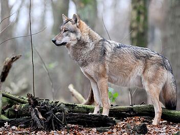 Wolf