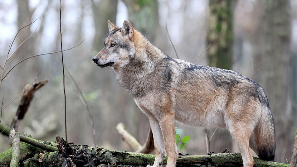 Wolf