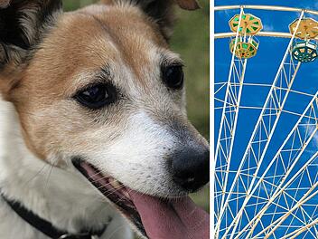 Die hundefreundlichsten Freizeitparks: Diese 2 Freizeitparks in Rheinland-Pfalz gehören dazu