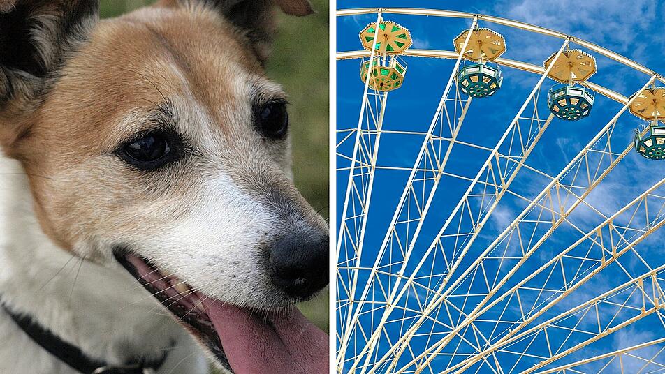 Die hundefreundlichsten Freizeitparks: Diese 2 Freizeitparks in Rheinland-Pfalz gehören dazu