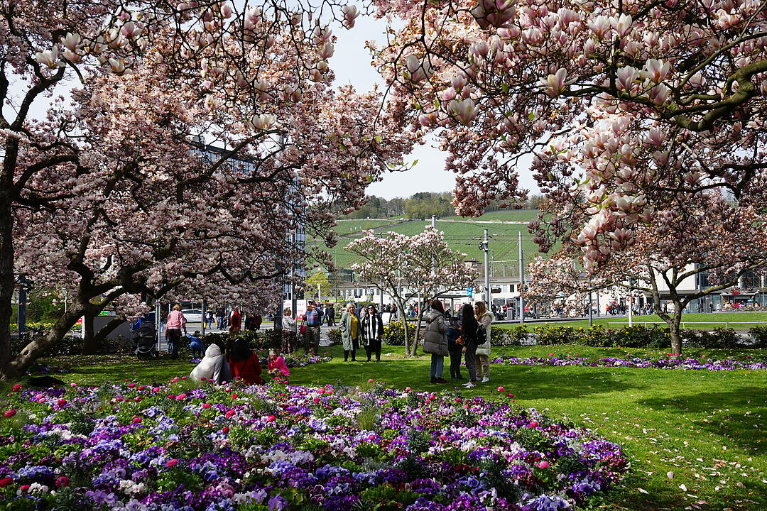 Blühendes Würzburg