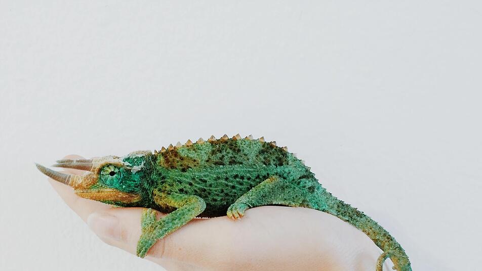 Echt coole Bilder kannst du mit den tierischen Co-Models machen lassen.