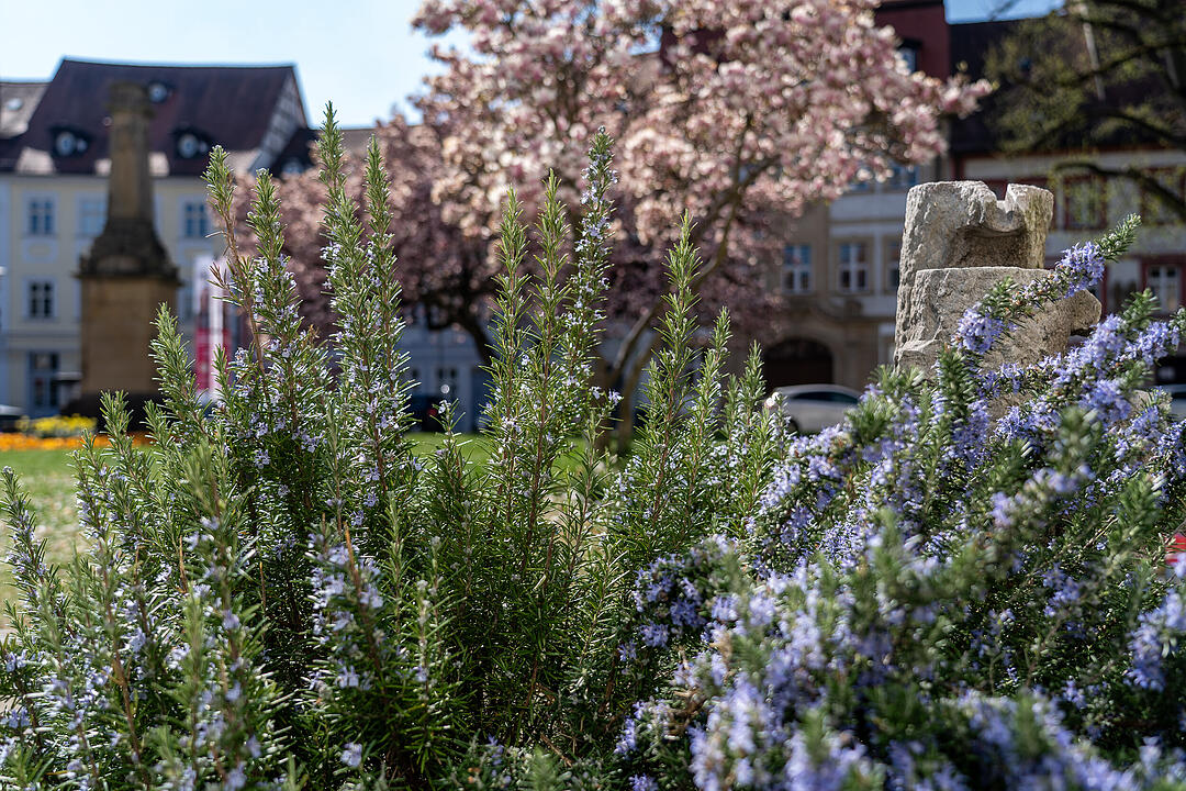 Bamberg im Frühling.