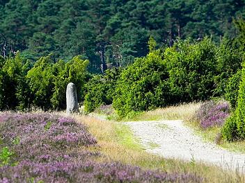 Wandern in der Mehlinger Heide: Das Naturschutzgebiet zu Fuß erkunden