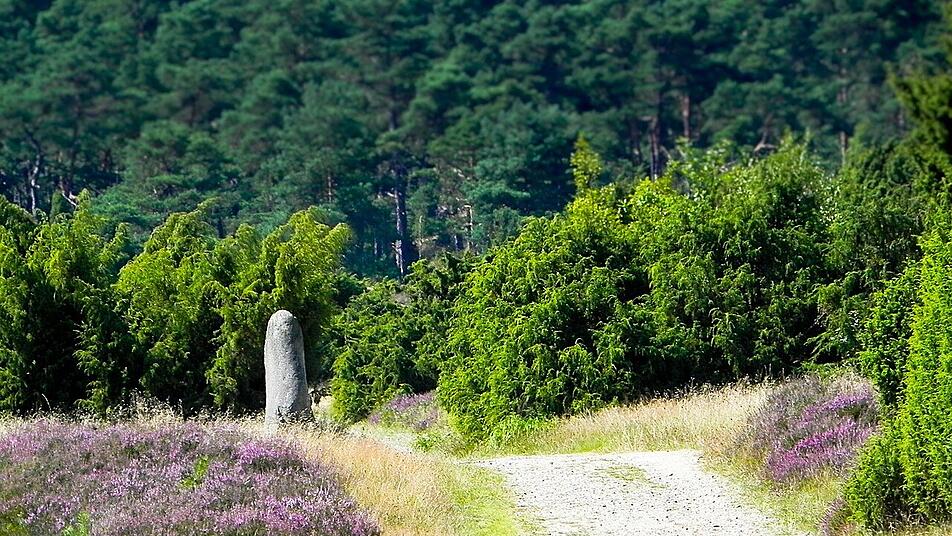 Wandern in der Mehlinger Heide: Das Naturschutzgebiet zu Fuß erkunden