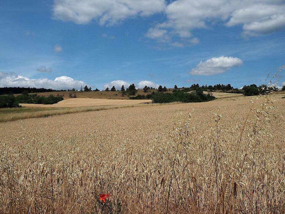 Die Lichtenburg ist eine Ruine auf dem Schloßberg.